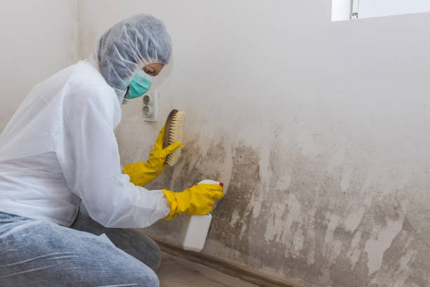 Best Mold Testing and Removal  in Two Rivers, WI