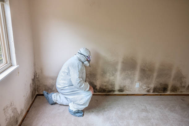 Best Office Mold Removal Services  in Two Rivers, WI