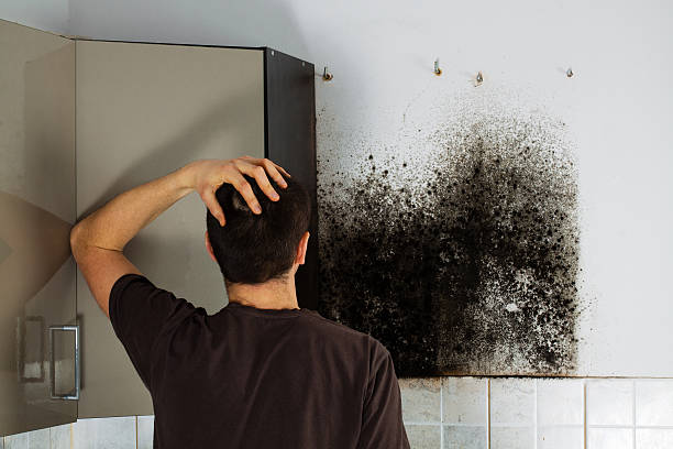 Best Certified Mold Removal  in Two Rivers, WI