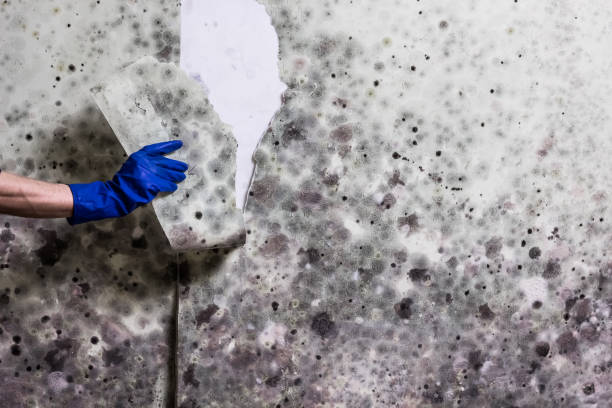 Best Fast Mold Removal  in Two Rivers, WI