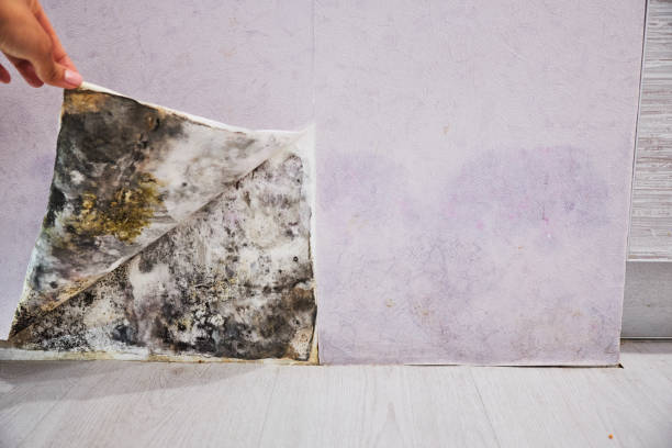 Best Affordable Mold Removal  in Two Rivers, WI